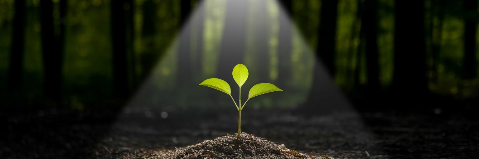 Illuminated sapling in a dense forest.